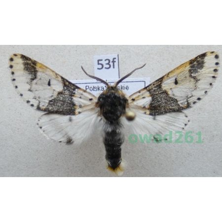 Furcula bicuspis (Borkhausen, 1790) male Widłogonka dwurożka Poland53f